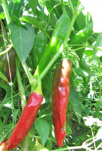 275 - Sweet Paprika | Turtle Tree Seed Initiative