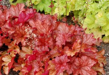 Heuchera 'Paprika' | Hostas Direct