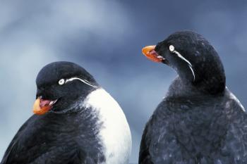 Parakeet Auklet | Audubon Field Guide