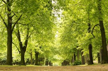 Green alley in spring park - Our Great Photos