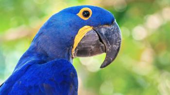 Parrots Among Most-Threatened Bird Groups | Audubon