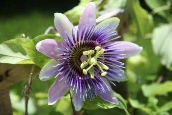 Passion Flower Care: Tips For Growing Passion Flowers
