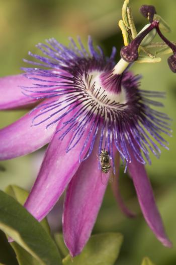 Lavender Lady Passion Flower