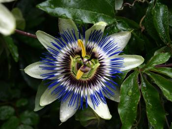 Hardy Blue Passion Flower