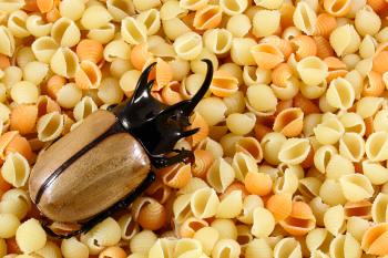 Pasta Beetle