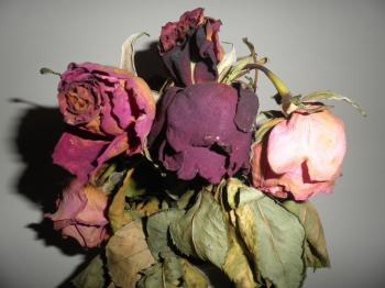 Pin by Terri Meyers on Exquisite Decay | Pinterest