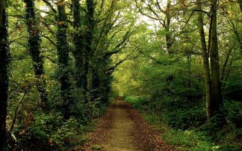 Nature: Path in woods, picture nr. 32438