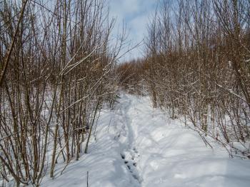 Path in snow