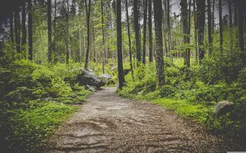 Forest Pathway ❤ 4K HD Desktop Wallpaper for • Dual Monitor Desktops