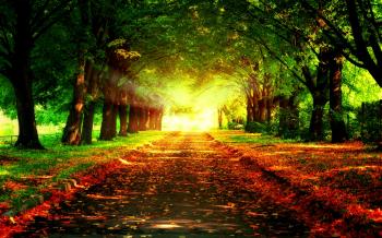 Pathway HD Wallpaper, Background Images