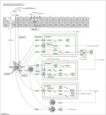 KEGG PATHWAY: Inflammatory bowel disease (IBD) - Homo sapiens (human)