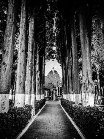 Pathway Through Cathedral Surrounded by Trees in Grayscale Photography
