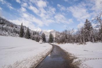 Pavement Road Surrounded by Snow and Pine Trees