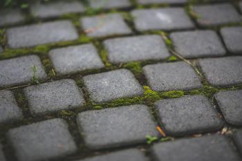 Paving stones with moss