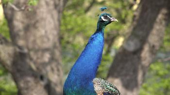 Indian Peafowl Cock Adult Lone Peacock Closeup Stock Video Footage ...