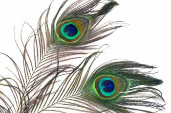 Peacock Feathers 6 Free Stock Photo - Public Domain Pictures
