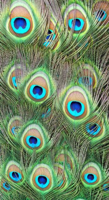 Peacock feathers ~ Abstract Photos ~ Creative Market