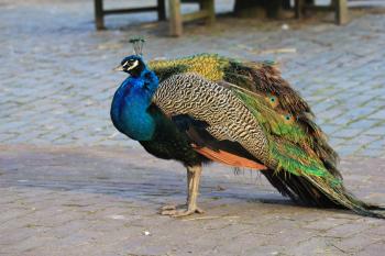 Peacock in Delft (Netherlands)