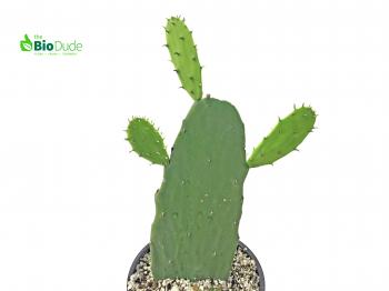 Buy 8" Pot Prickly Pear Cactus - Opuntia Danicolor at TheBioDude for ...