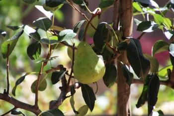 Pear ripening on the tree
