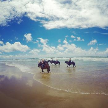 Horse Riding in Byron Bay with Pegasus Park | Horse riding, Byron ...