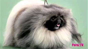 Best In Show: Pekinese! - YouTube