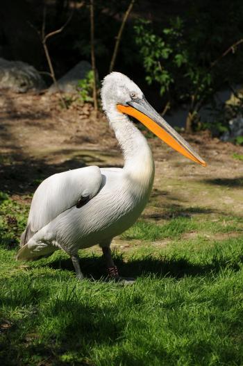 Dalmatian pelican - Wikipedia