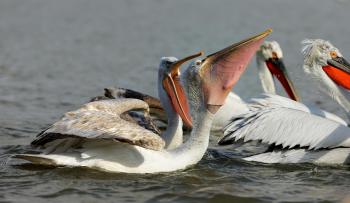 Dalmatian Pelican (Pelecanus crispus) Dalmatian Pelican (Pelecanus ...