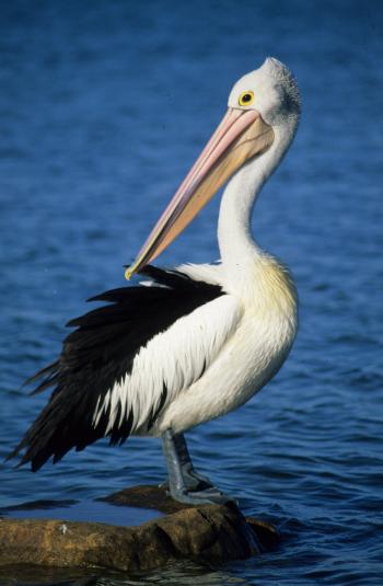 Pelicans - Always A Favourite - On The Road -