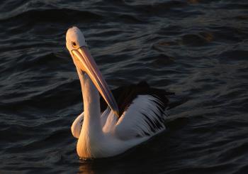 Pelican Swimming