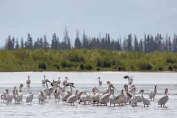 Pelicans in the River
