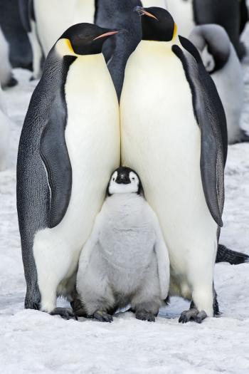 30 Absolutely Delightful Facts You Never Knew About Penguins