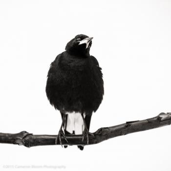 PENGUIN 29 – Penguin the Magpie