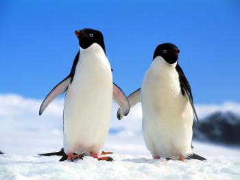 A Cute Lesbian penguin couple - OnlyLoudest