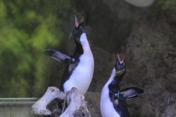 Penguins Sing