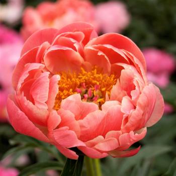 Peony Coral Charm – Easy To Grow Bulbs