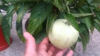 Pepino melon update - YouTube