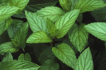 Peppermint Oil | NCCIH
