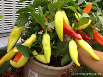 Overwintering Dormant Pepper Plants - Get Busy Gardening