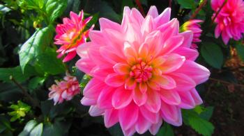 Foxy Flowers | A beginners forage in cut flower growing