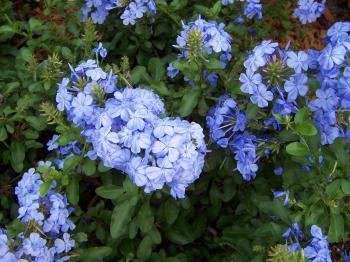 Periwinkle Flowers by stock-it on DeviantArt