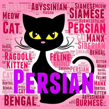 Persian Cat Represents Pet Bred And Kitten