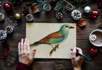 Person Drawn Green and Brown Budgerigar