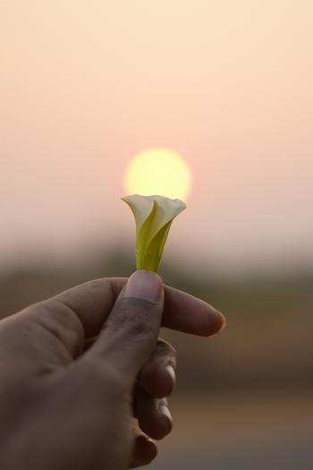 Person Holding A Flower
