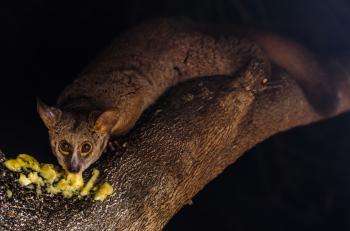 Galago - Wikipedia