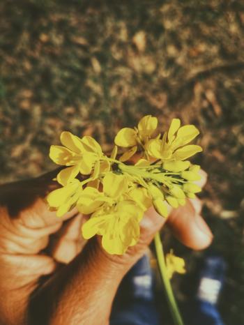 Person's Left Hand Holding Cluster Petaled Yellow Flower