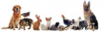 Services and Fees - Professional In Home Pet Sitting and Dog Walking ...