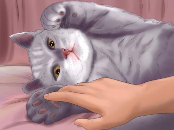 How to Pet a Cat: 15 Steps (with Pictures) - wikiHow