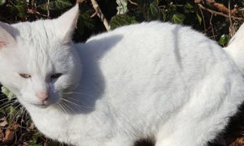 Can Cats Eat Carrots? - Pet Cat Care