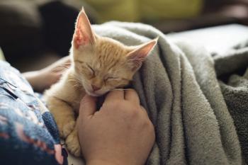 10 Reasons Why Cats Are Better Than Dogs